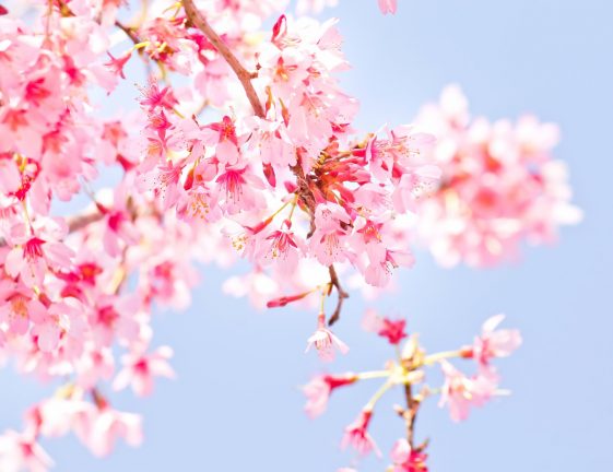 桜ソング 春の歌まとめ15曲 出会いや別れの季節にぴったりの音楽