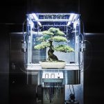 東信率いるAMKKによるPaludarium Tachiko & Yasutoshi